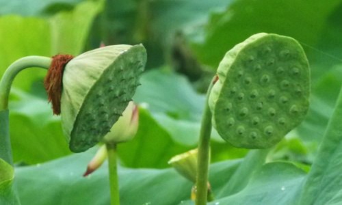 红糖红枣银耳汤的功效和作用-大枣红糖银耳功效网 - 为你提供大枣红糖银耳功效与禁忌、大枣红糖的功效与作用
